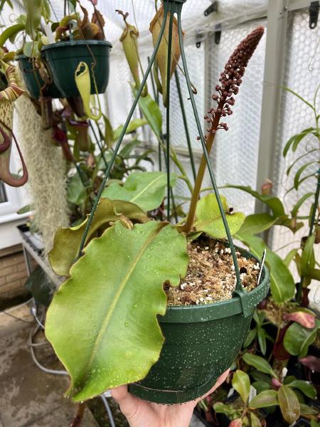 Nepenthes veitchii: A male flower spike on one of my N. veitchii Bario