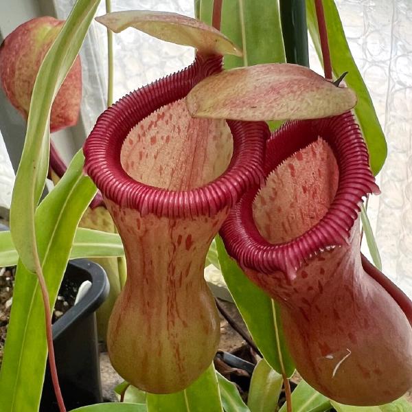 My female Nepenthes ventricosa - note the waisted pitchers