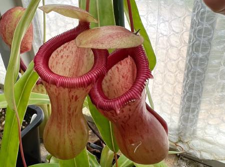 Nepenthes ventricosa: My female Nepenthes ventricosa - note the waisted pitchers
