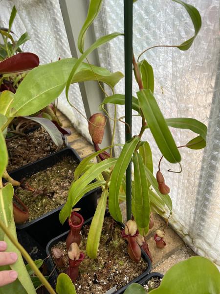 Nepenthes ventricosa: My plant is now vining, and has produced several basal shoots
