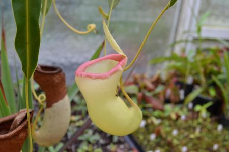 Nepenthes ventricosa: The Porcelain clone of N. ventricosa, photographed by me in Chris Klein's nursery