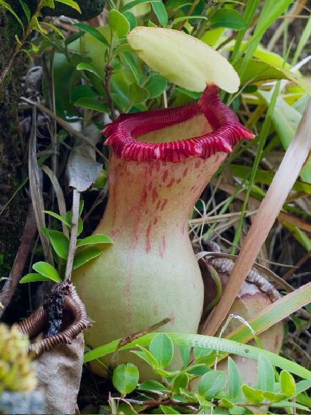 Nepenthes ventricosa: N. ventricosa lower pitcher in habitat, photographed by Alastair Robinson