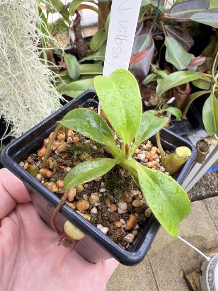 Nepenthes villosa: My BE villosa, putting on some size in Spring 2022.
