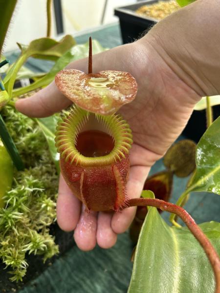 Nepenthes villosa: A large Nepenthes villosa, masterfully cultivated by a friend of mine.