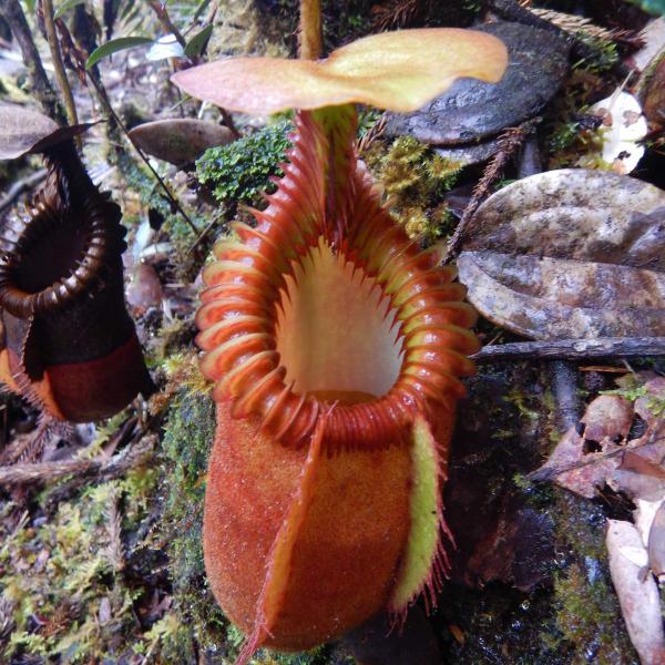 An upper pitcher on N. villosa on Mt Kinabalu, photographed by the late Christophe Maerten.