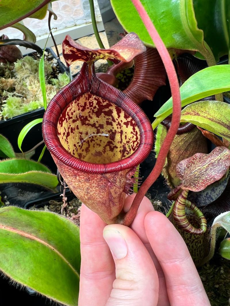 Nepenthes attenboroughii pitcher.