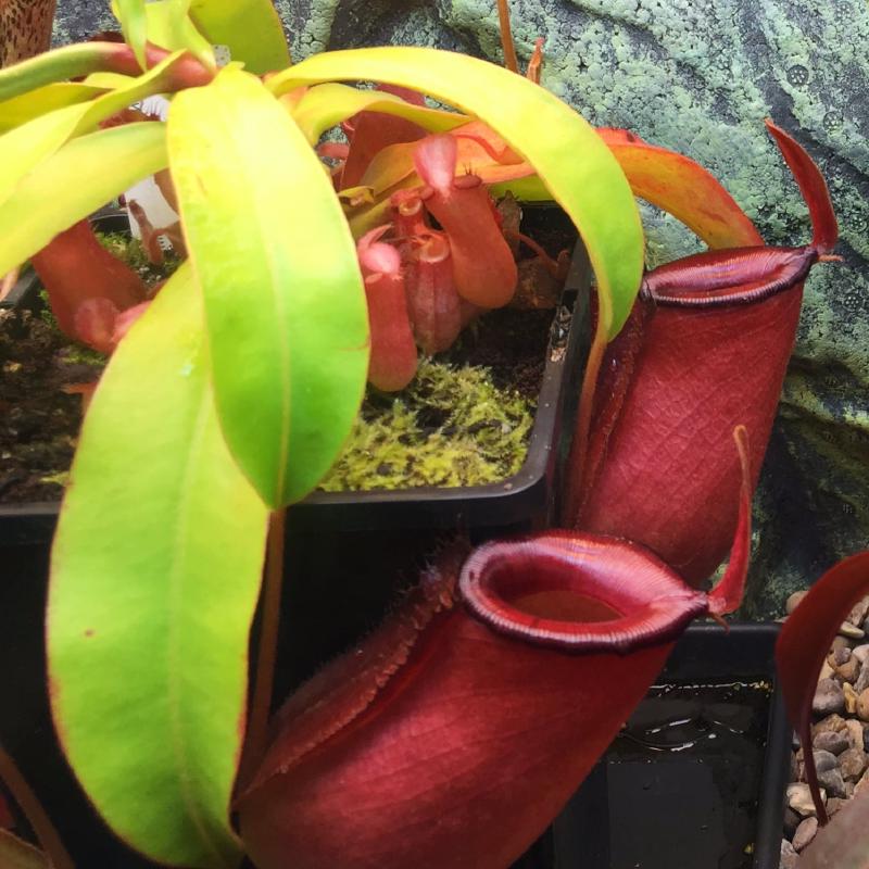 Nepenthes 'Bloody Mary'.