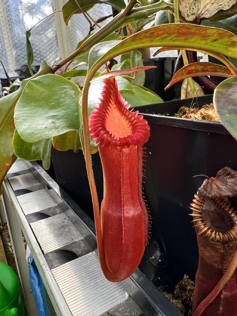 Nepenthes edwardsiana, another favourite.