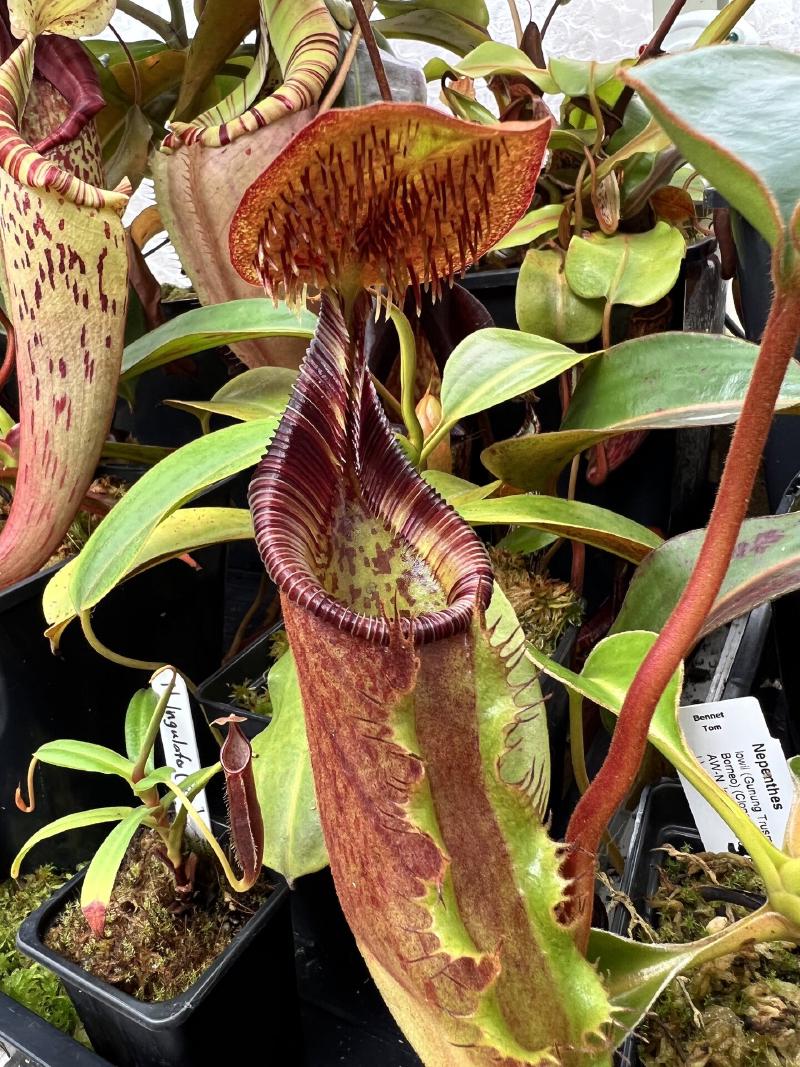 Nepenthes ephippiata, one of my favourite species, thriving in my greenhouse.