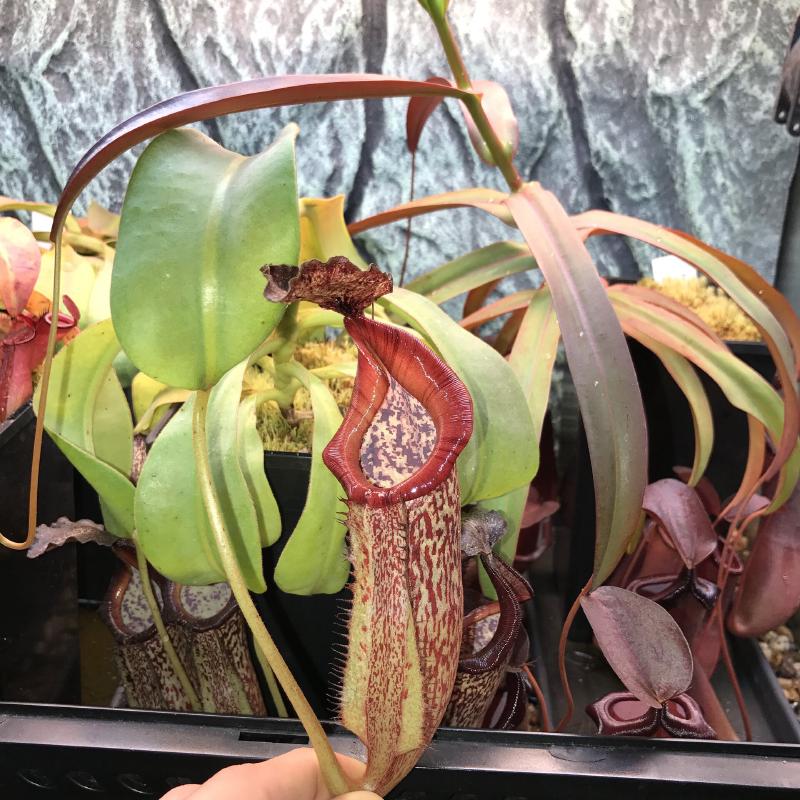 Nepenthes maxima thriving in my terrarium.