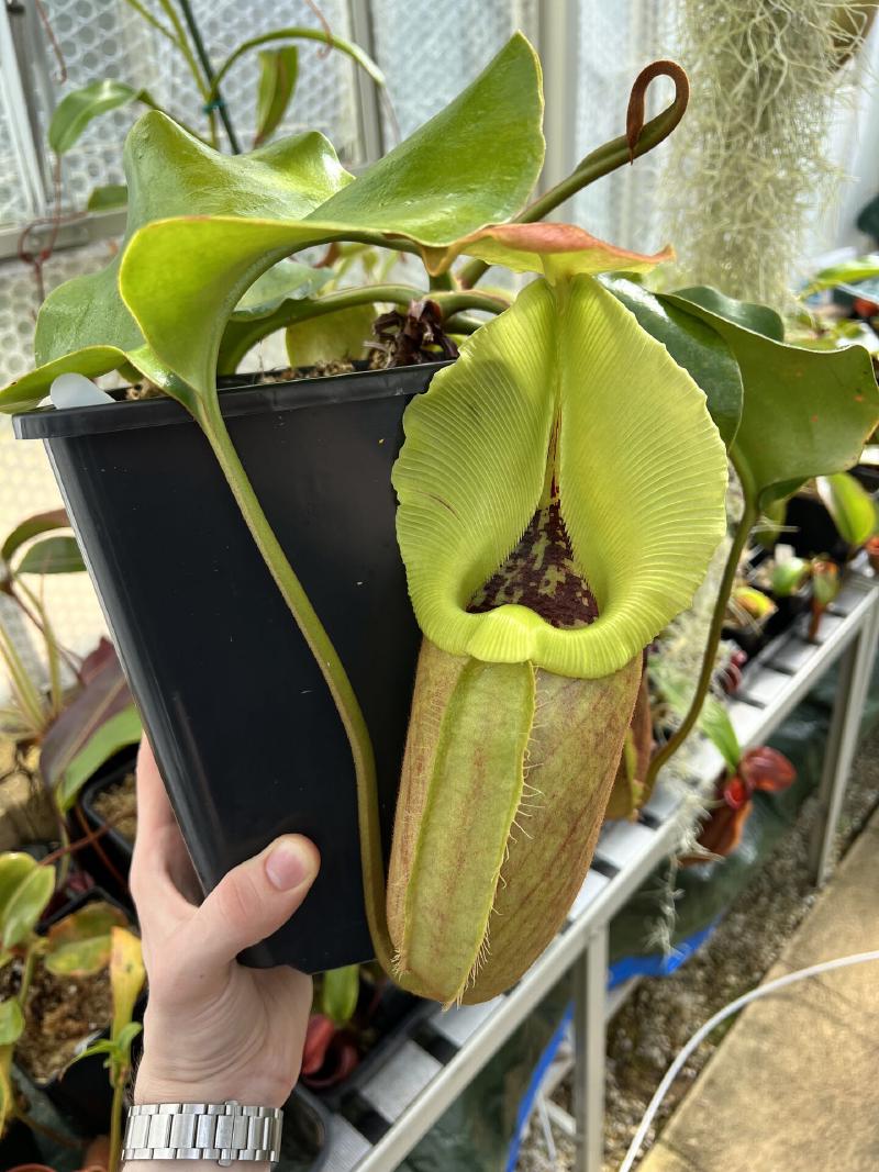 Nepenthes robcantleyi.