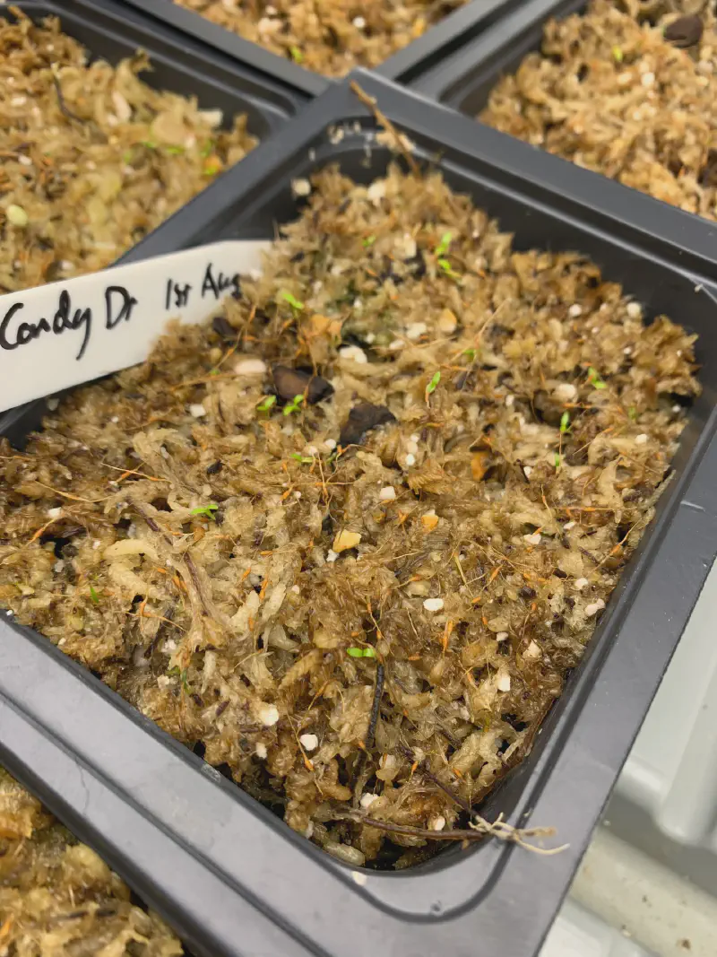 Freshly germinated Nepenthes seedlings, with tiny cotyledons.