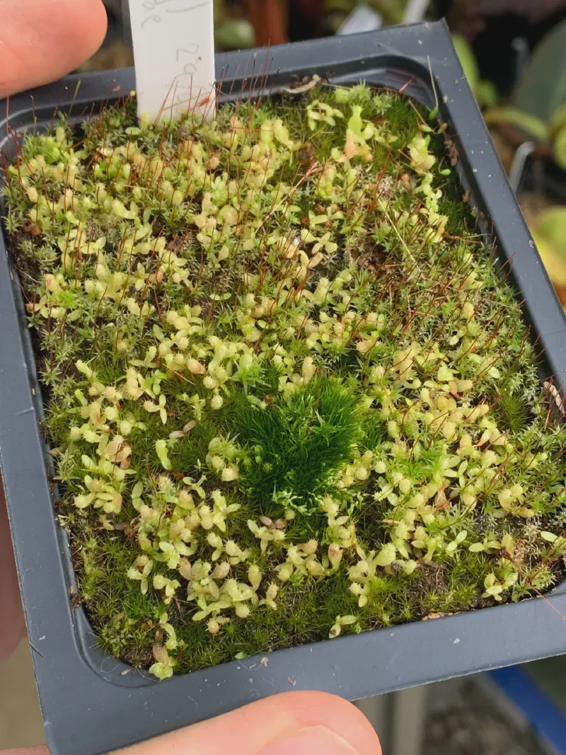 Some neglected seedlings, overgrown with moss and overdue a repot!