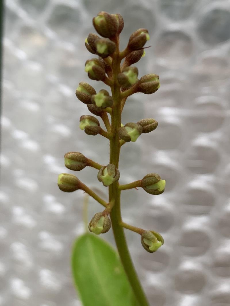 Female Nepenthes flowers opening.