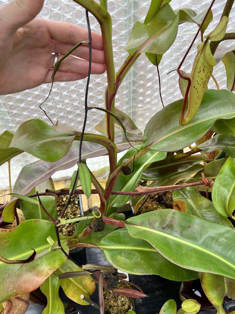Nepenthes veitchii x burbidgeae starting to climb.