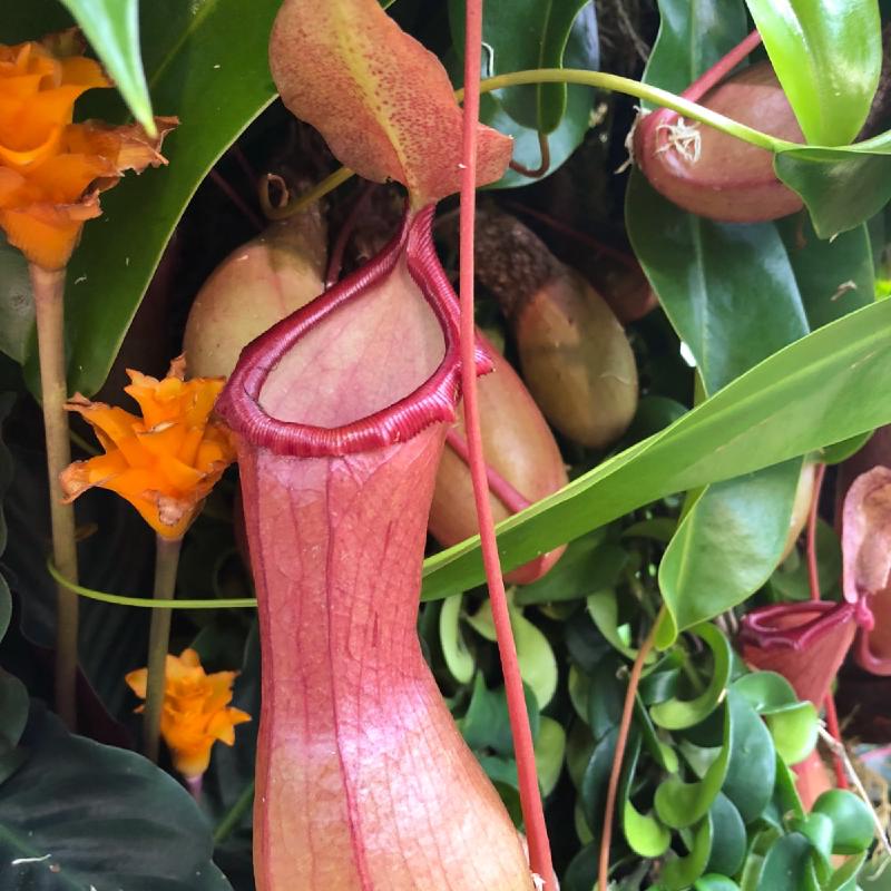 Nepenthes x ventrata.