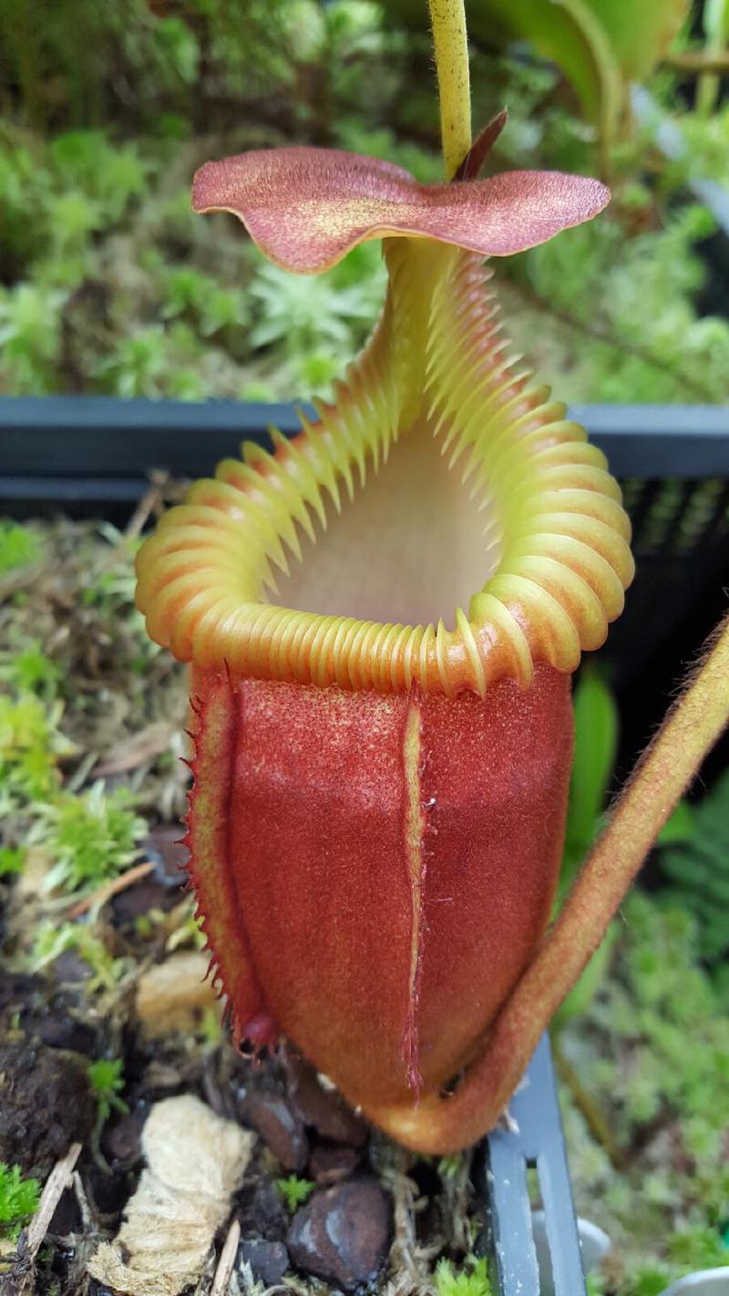 Nepenthes villosa, grown by Simon Lumb, an example of a true highlander.